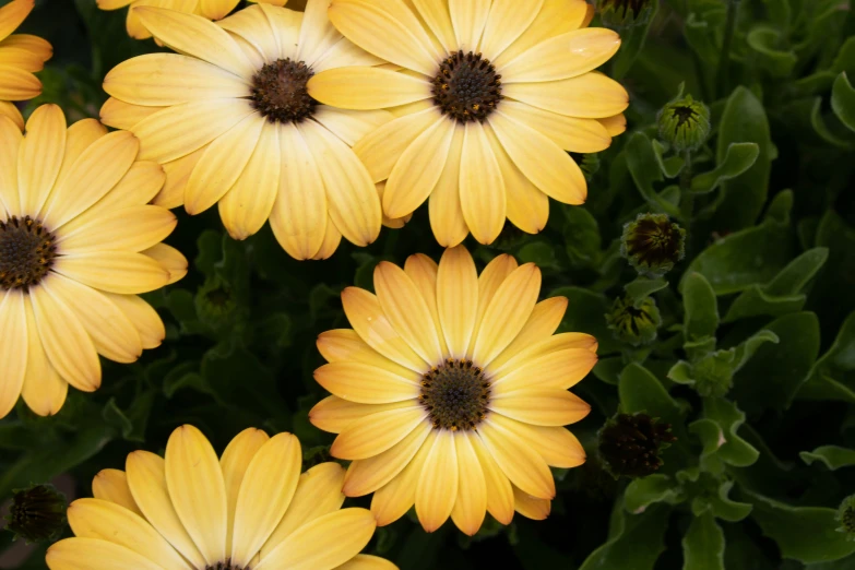 some pretty flowers that are growing in some grass