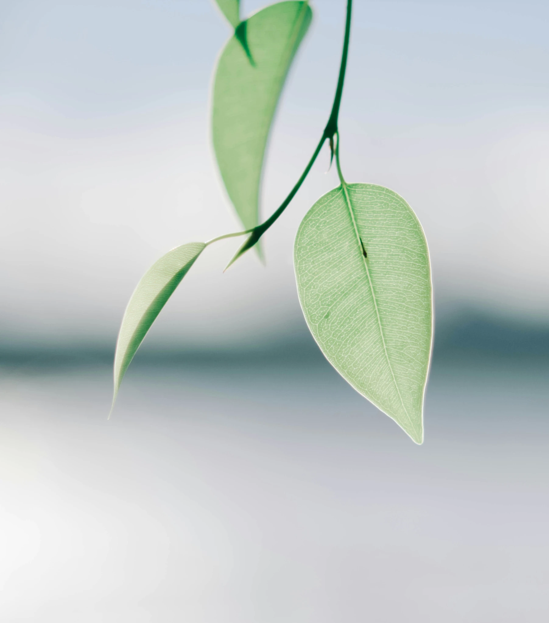 a close up of a leaf hanging off of a tree