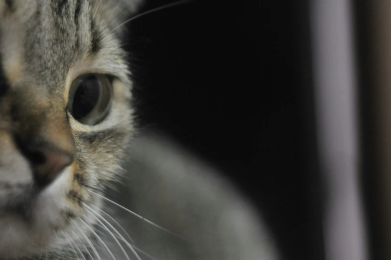 a cat that is sitting with it's reflection in the mirror