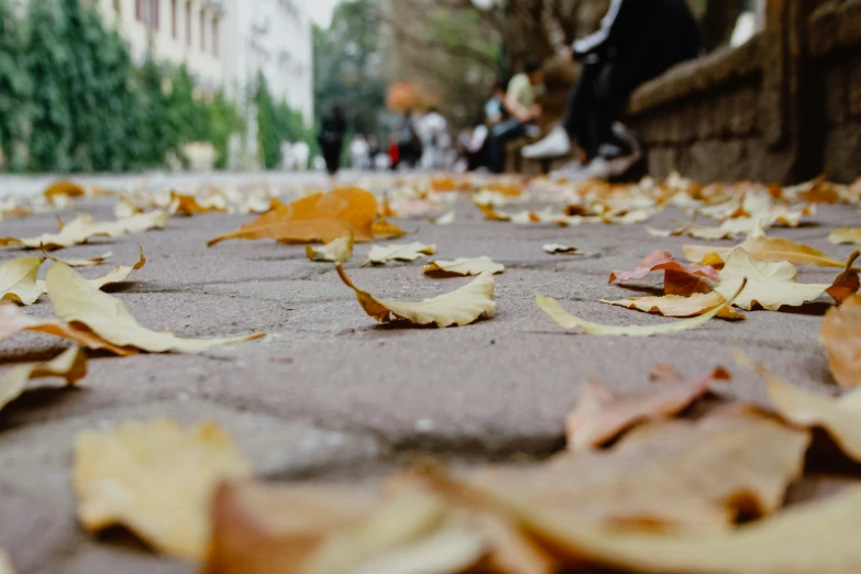 a city sidewalk full of leaves on it