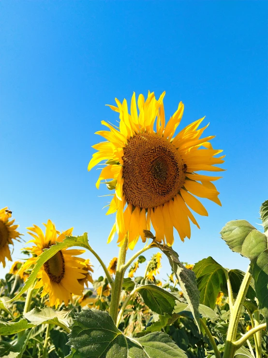 a sunflower stands alone in a field with blue skies behind it