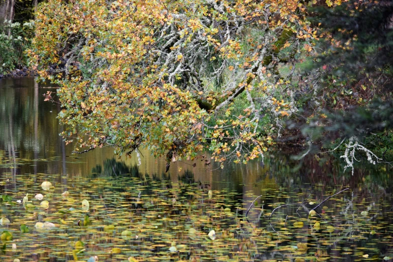 a body of water with a bunch of trees in it