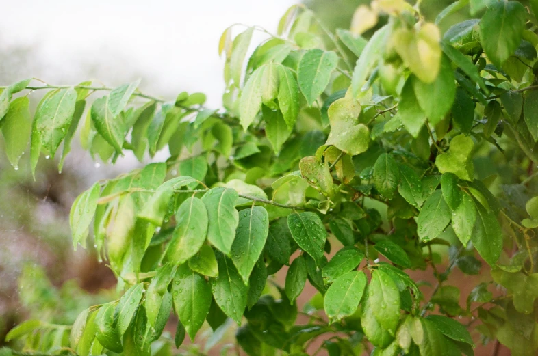 green leaves on a tree outside in the rain