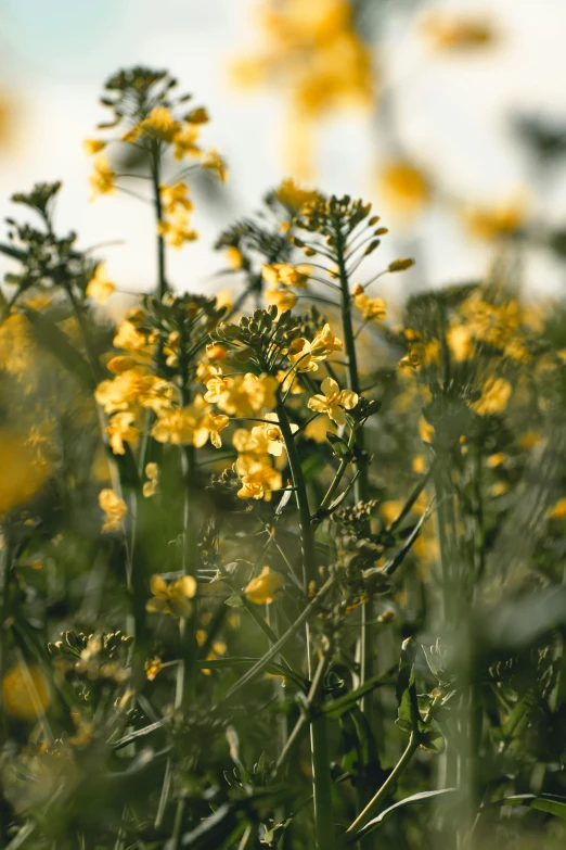 a field of flowers with yellow blooms and leaves