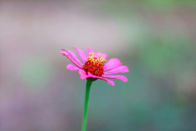 a bright pink flower is pictured here