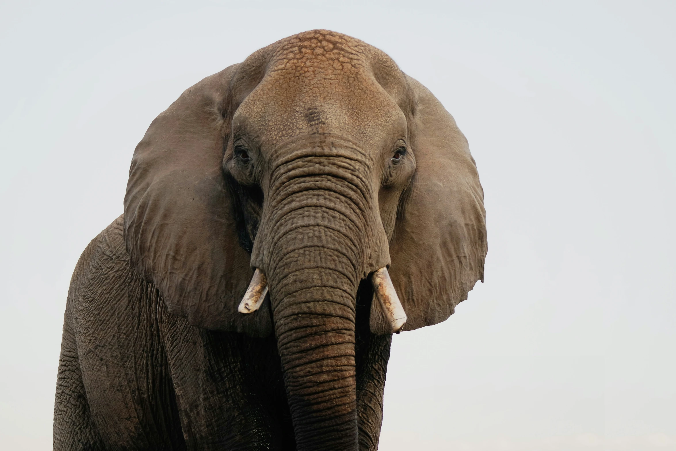 an elephant with long tusks and white tusks