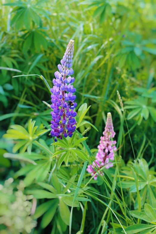 purple flowers sitting in tall grass near green leaves