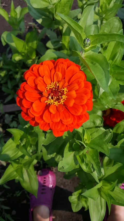 a flower that is orange in color on some leaves