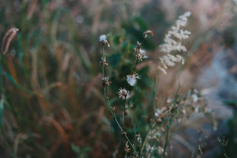 a field of white wildflowers sitting on top of grass