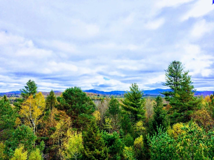 green trees stand tall against the blue sky