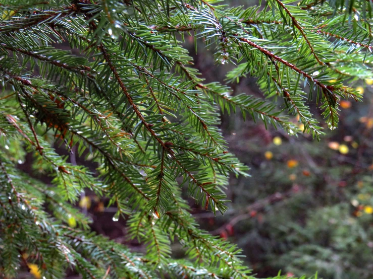 there are many trees that have not yet leaves on them