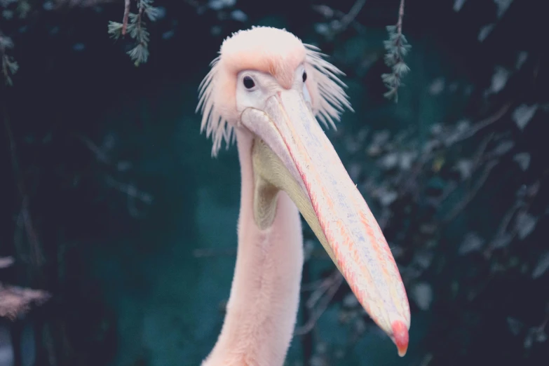 a large bird with long beak standing next to a forest