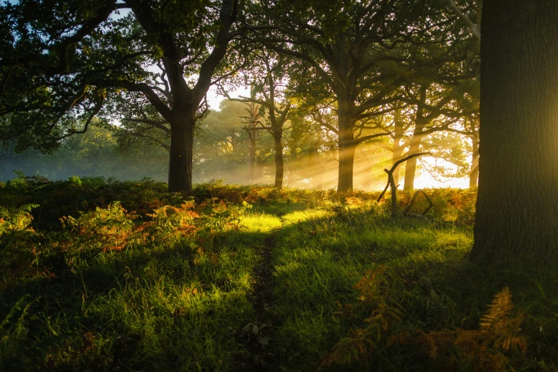 light is shining down into the grass in a grassy area