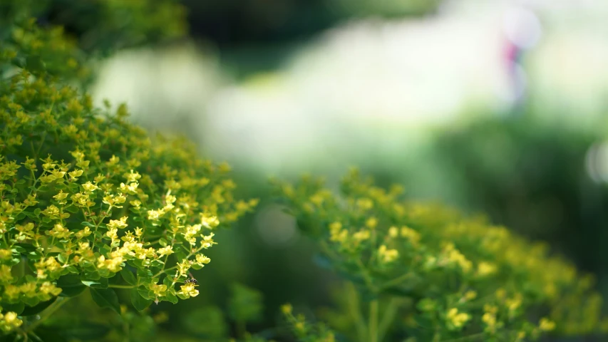 small plants in a pot outside