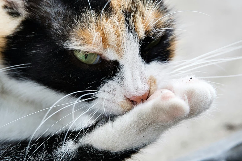 a cat looking intently at the camera with its mouth open