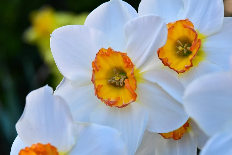 a group of pretty white flowers with orange centers