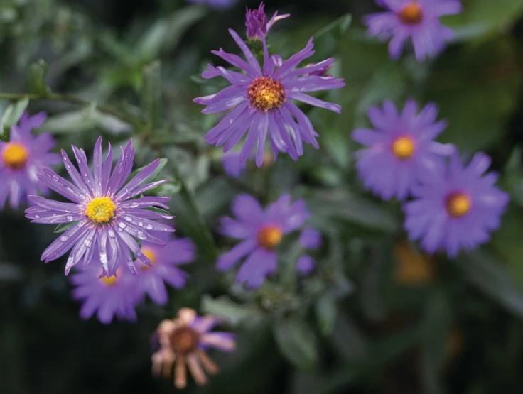 an abundance of flowers with green leaves around it