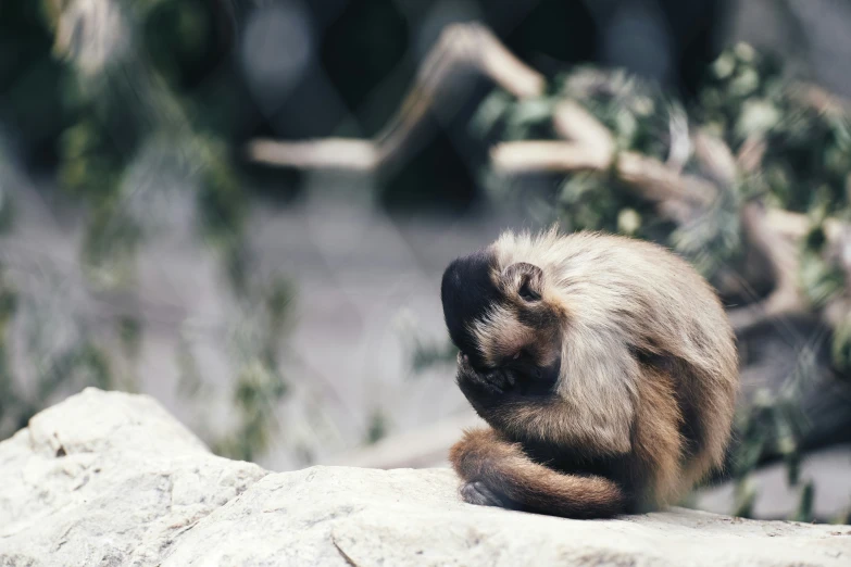 an animal that is sitting on top of some rocks