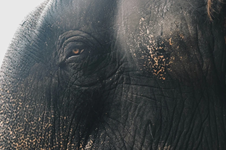 close up po of an elephant's eye showing all the dirt and stains on its skin