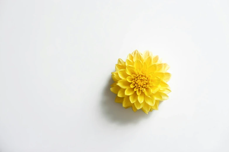 a yellow flower on white table with lots of light