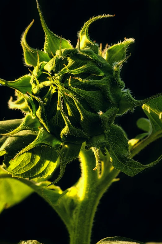 a sunflower has leaves still on it