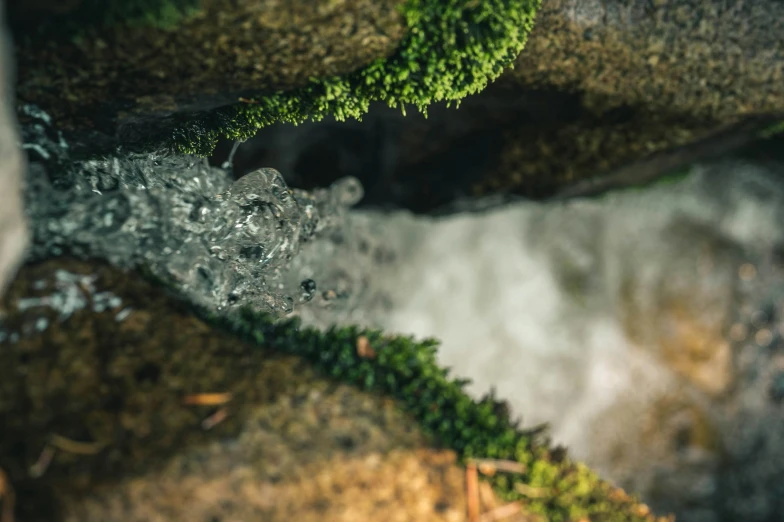 water flowing from a creek into a lush green forest