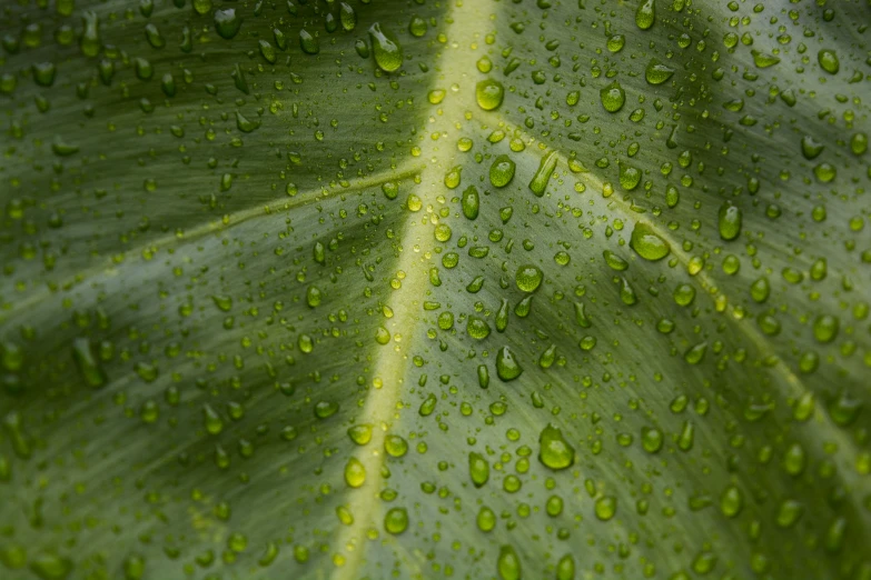 water droplets on a green leaf in the rain