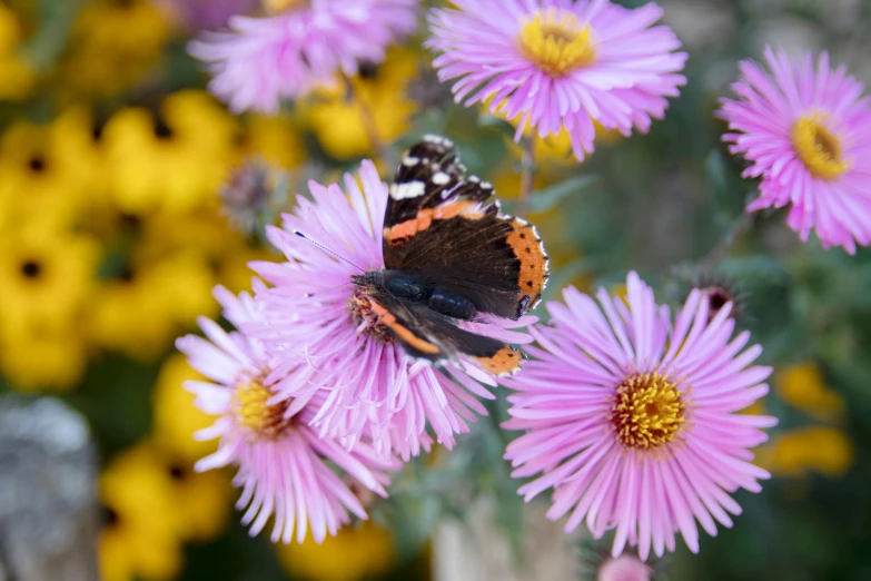 two moths sit on flowers in the middle of a field