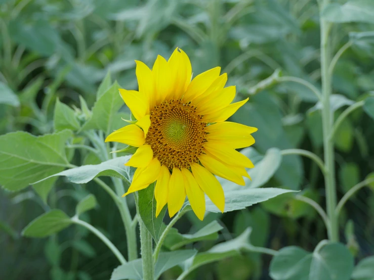 a sunflower surrounded by grass and plants