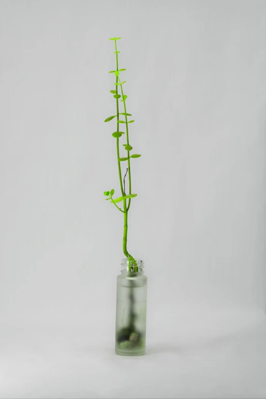 an image of a plant that is in the vase