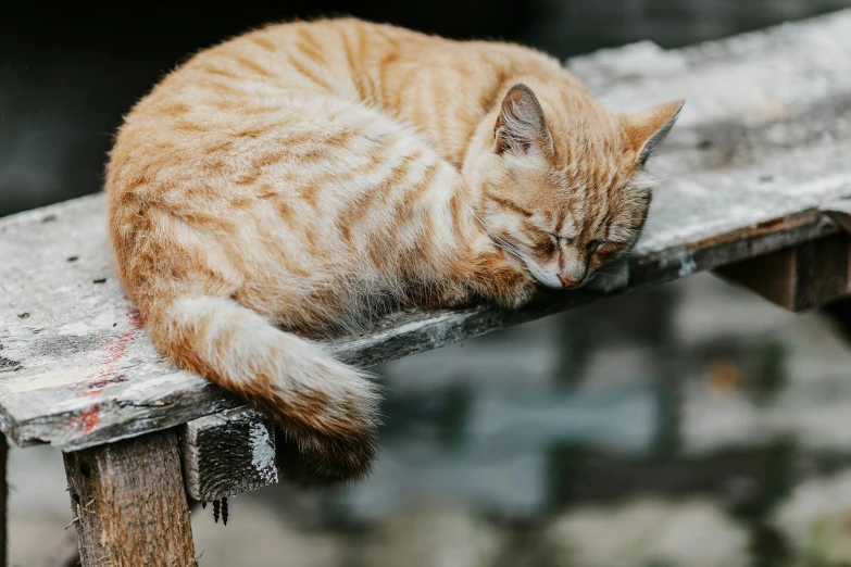 orange tabby cat sleeping on bench in city