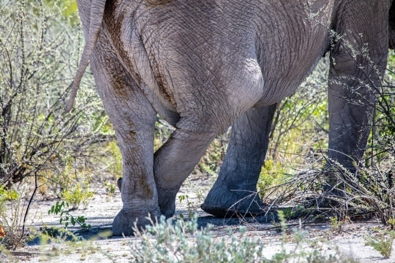 an elephant with its back turned walking through the brush