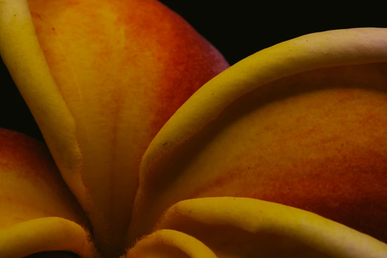 a closeup of several pieces of banana with orange peels