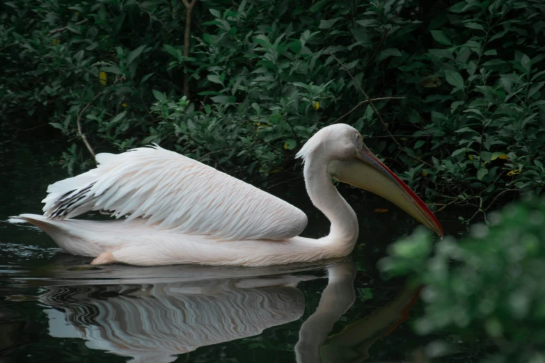 large white bird sitting in water with reflections