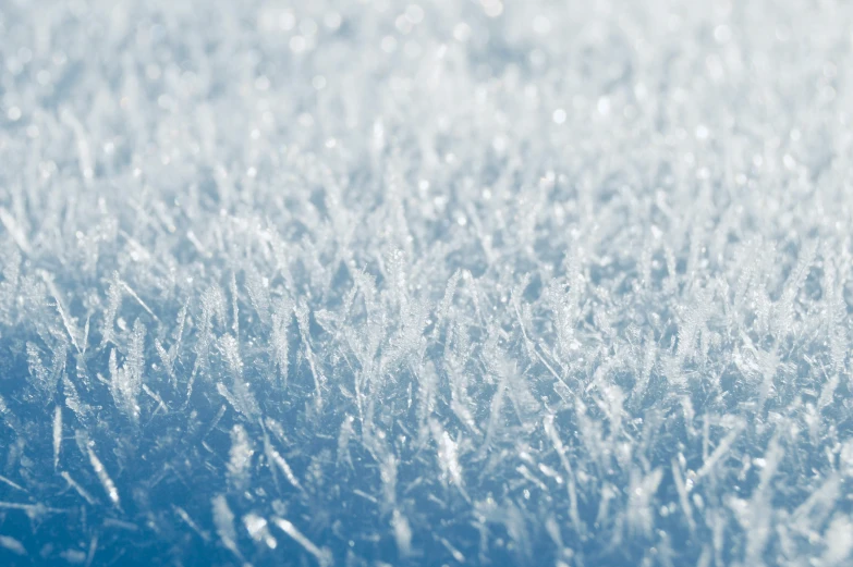 this is an up close picture of a bunch of grass