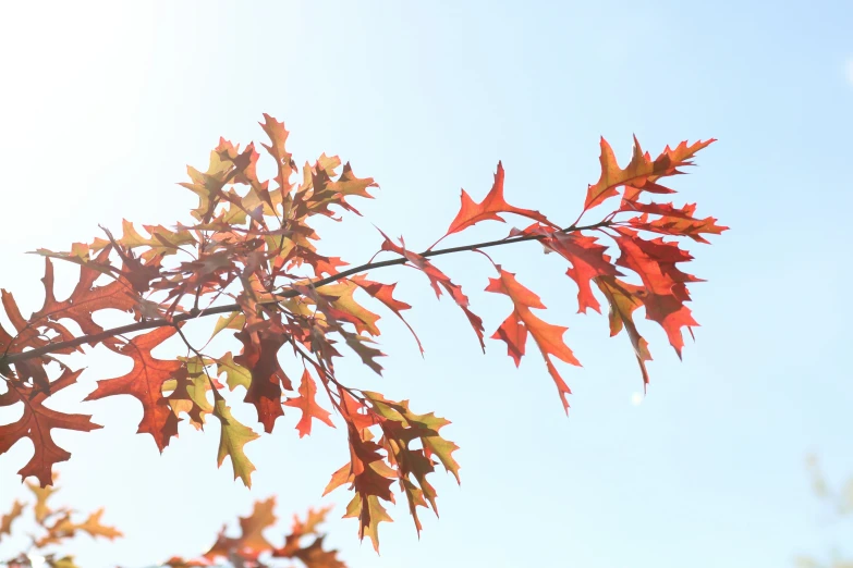 there are leaves in this tree on a clear day