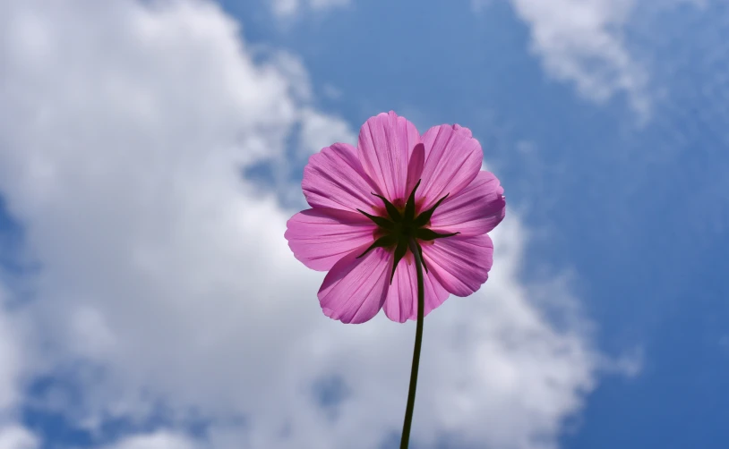 a very pretty pink flower in front of some clouds