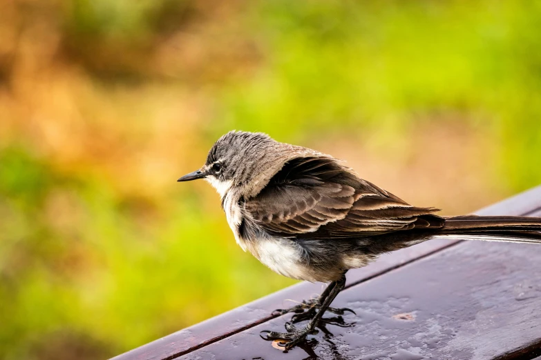 a small bird perched on the back of a park bench