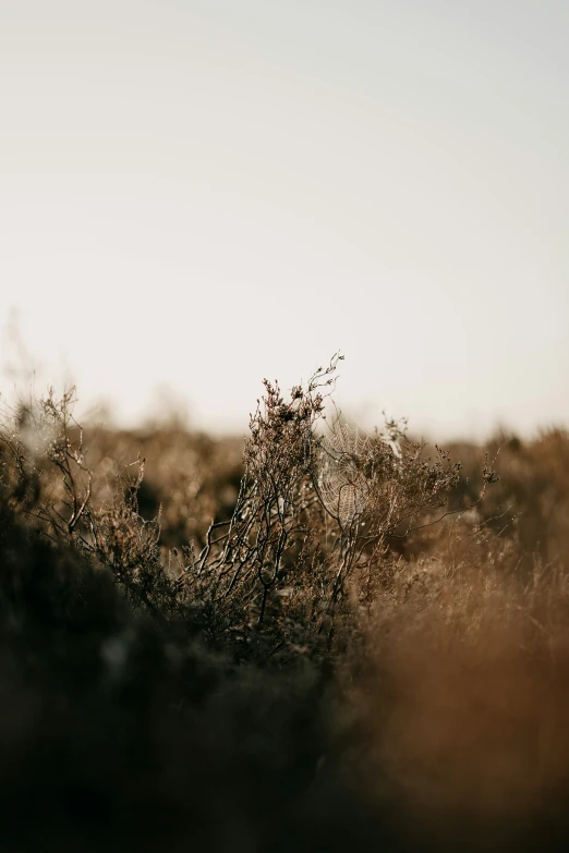 an orange bush has been pographed in the image