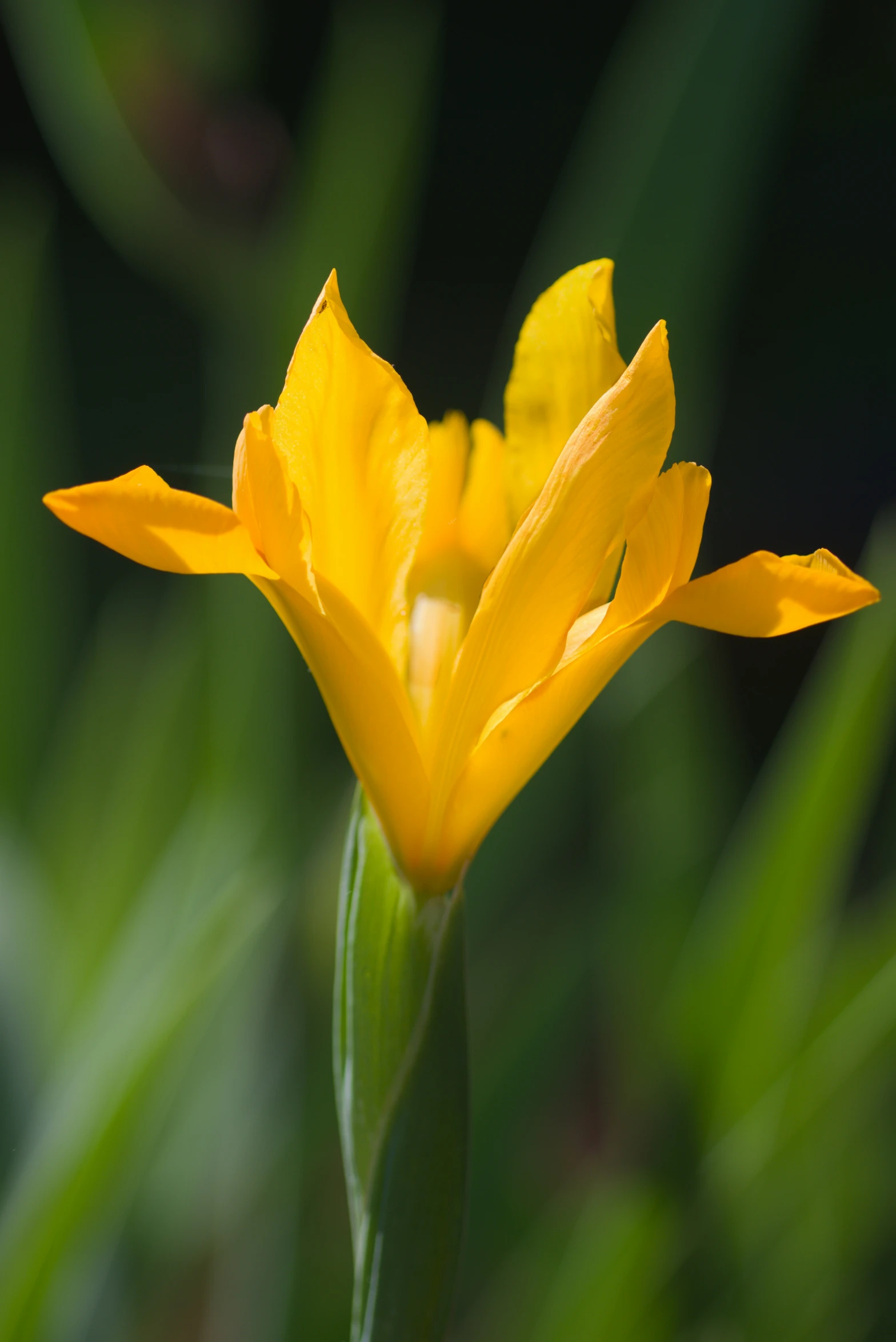 a yellow flower that has some green leaves