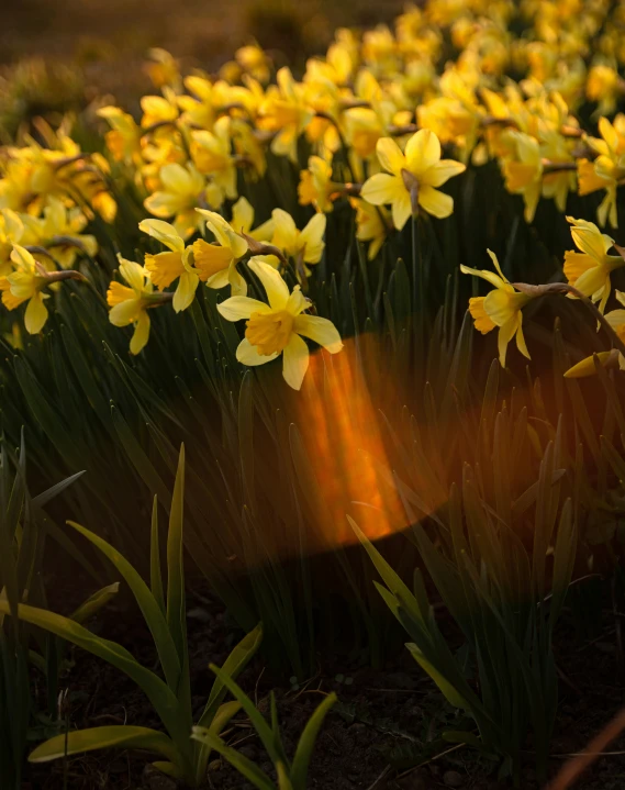 yellow flowers in the sun rise above them