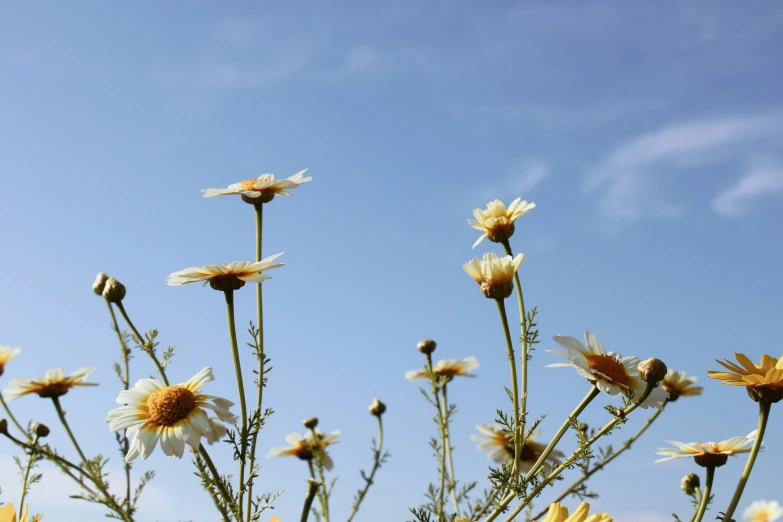 there are very many daisies that can be seen here