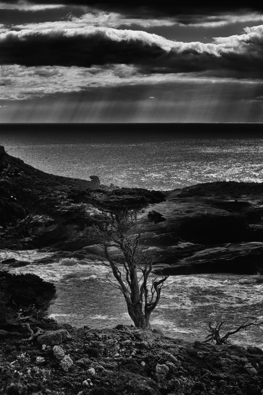 two bare trees on a rock beach on the ocean