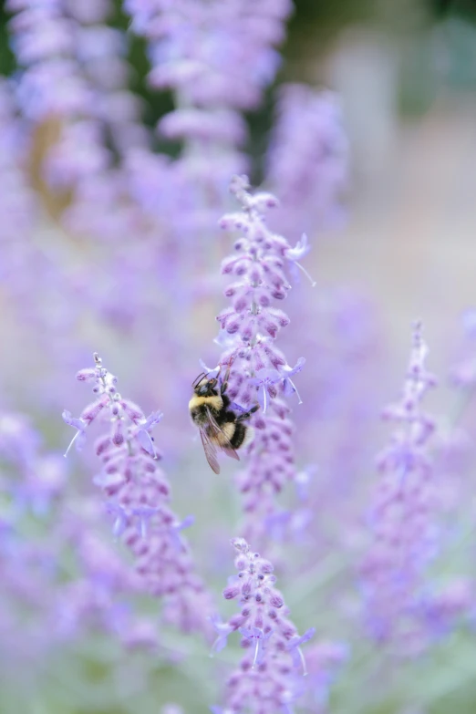 a bee flies near some purple flowers