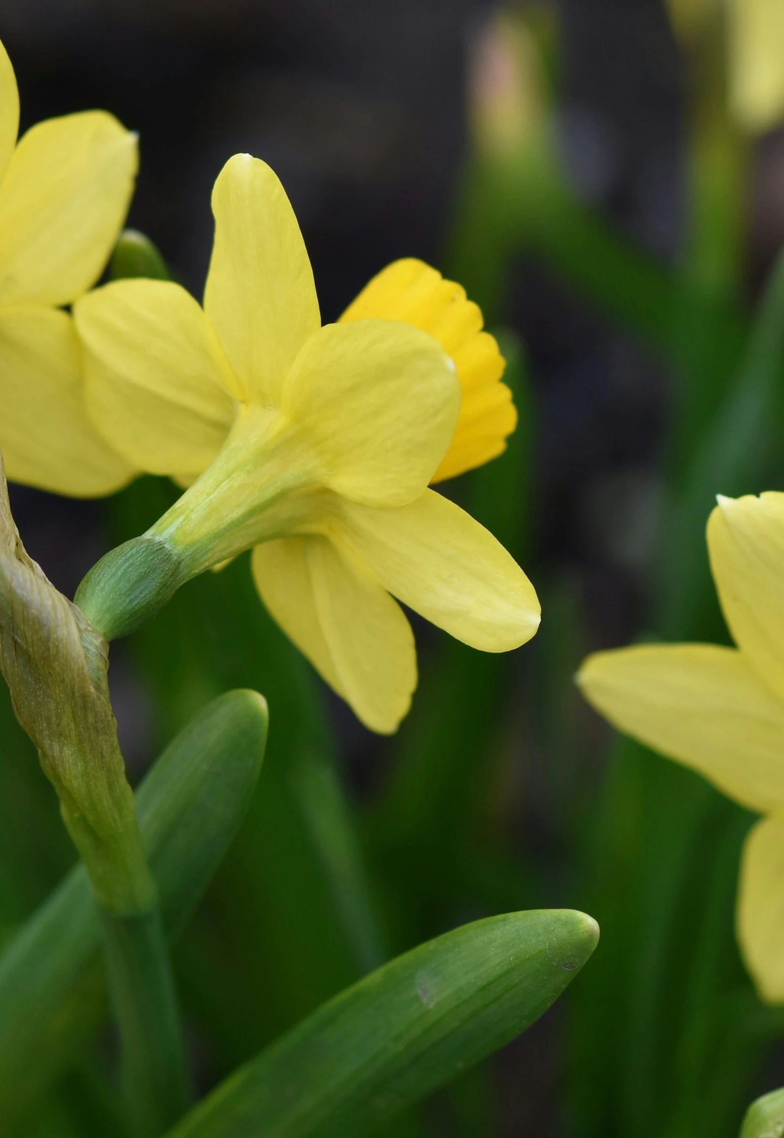 many yellow flowers are in bloom in a garden