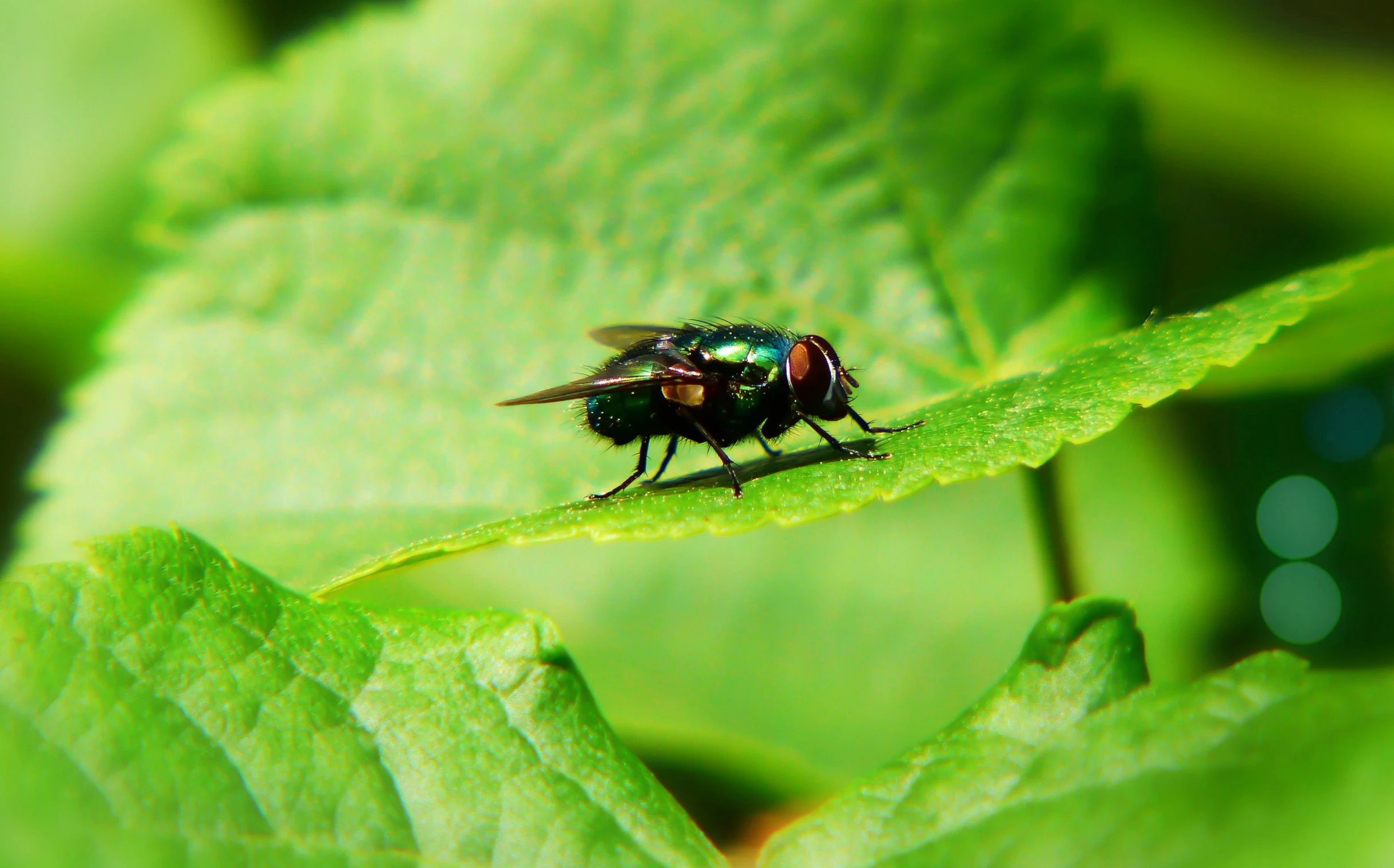 there is a fly sitting on a green leaf