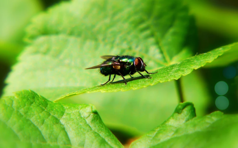 there is a fly sitting on a green leaf