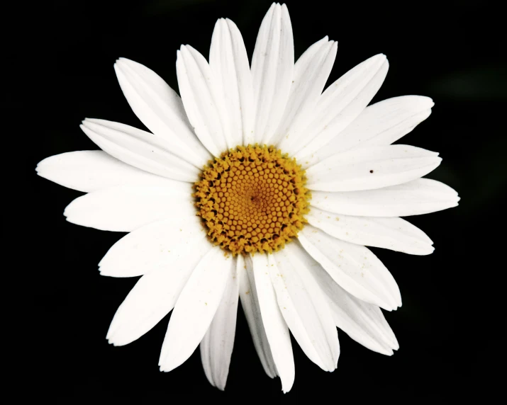 a white daisy with a yellow center and petals