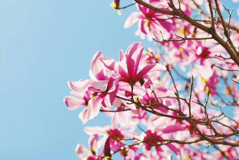 the tree is pink and white against the blue sky