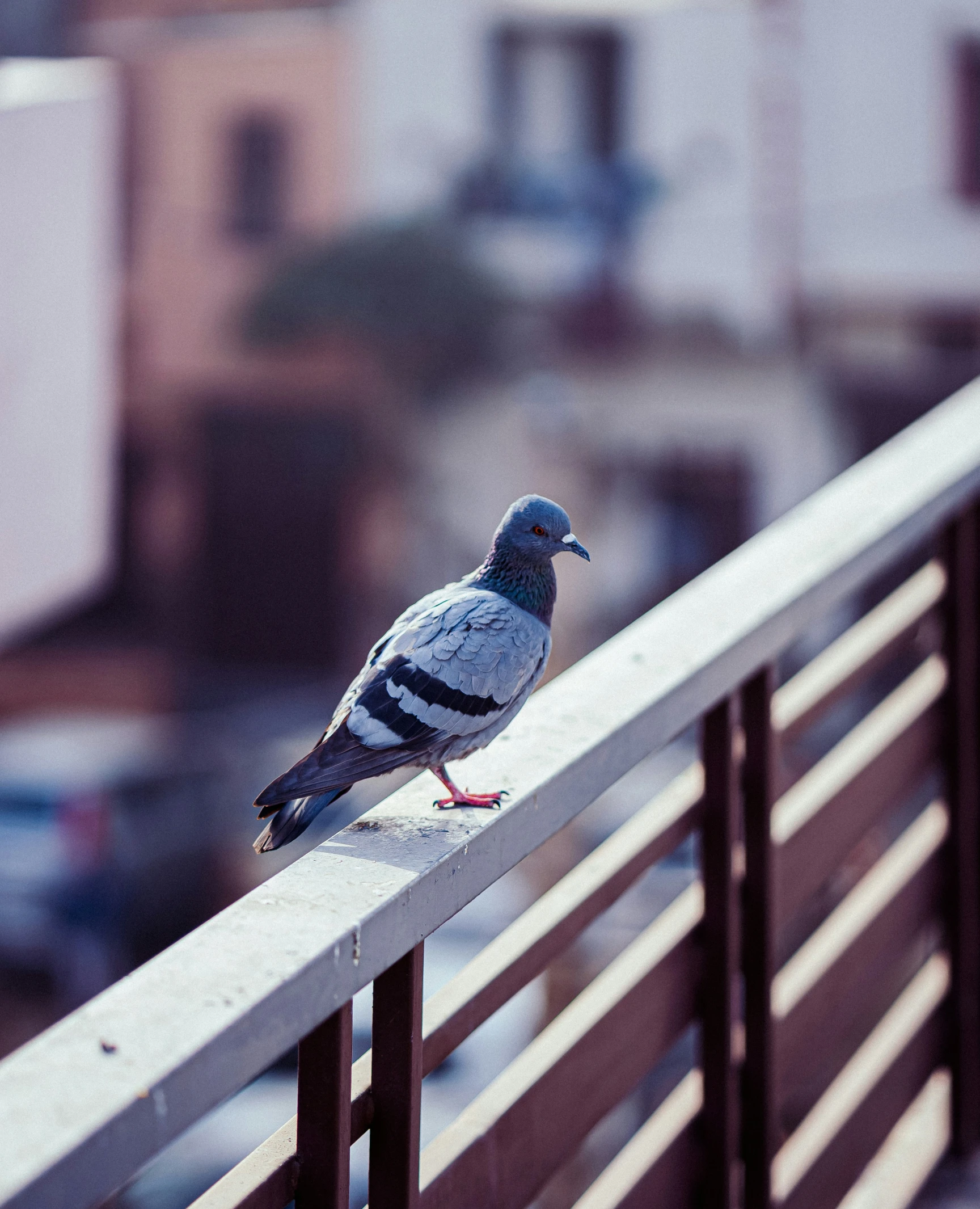 a bird sitting on top of a metal fence next to a building